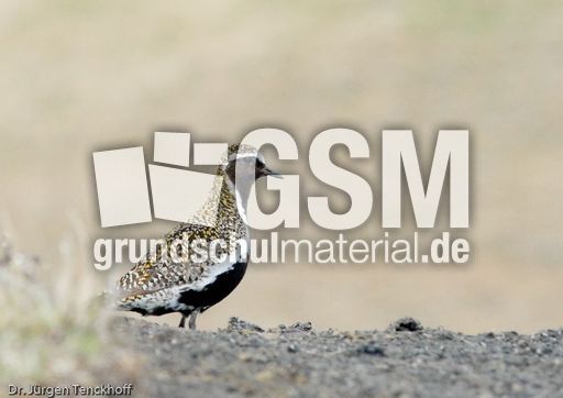 Goldregenpfeifer (2 von 2).jpg